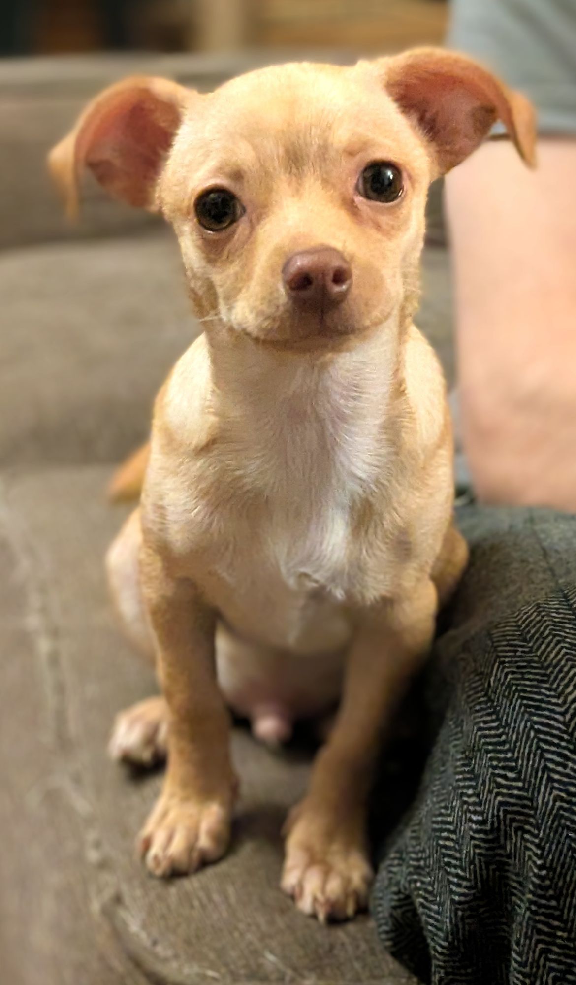 Alcohol ink. The dog is on the beach, sniffing the air and looking up with love
