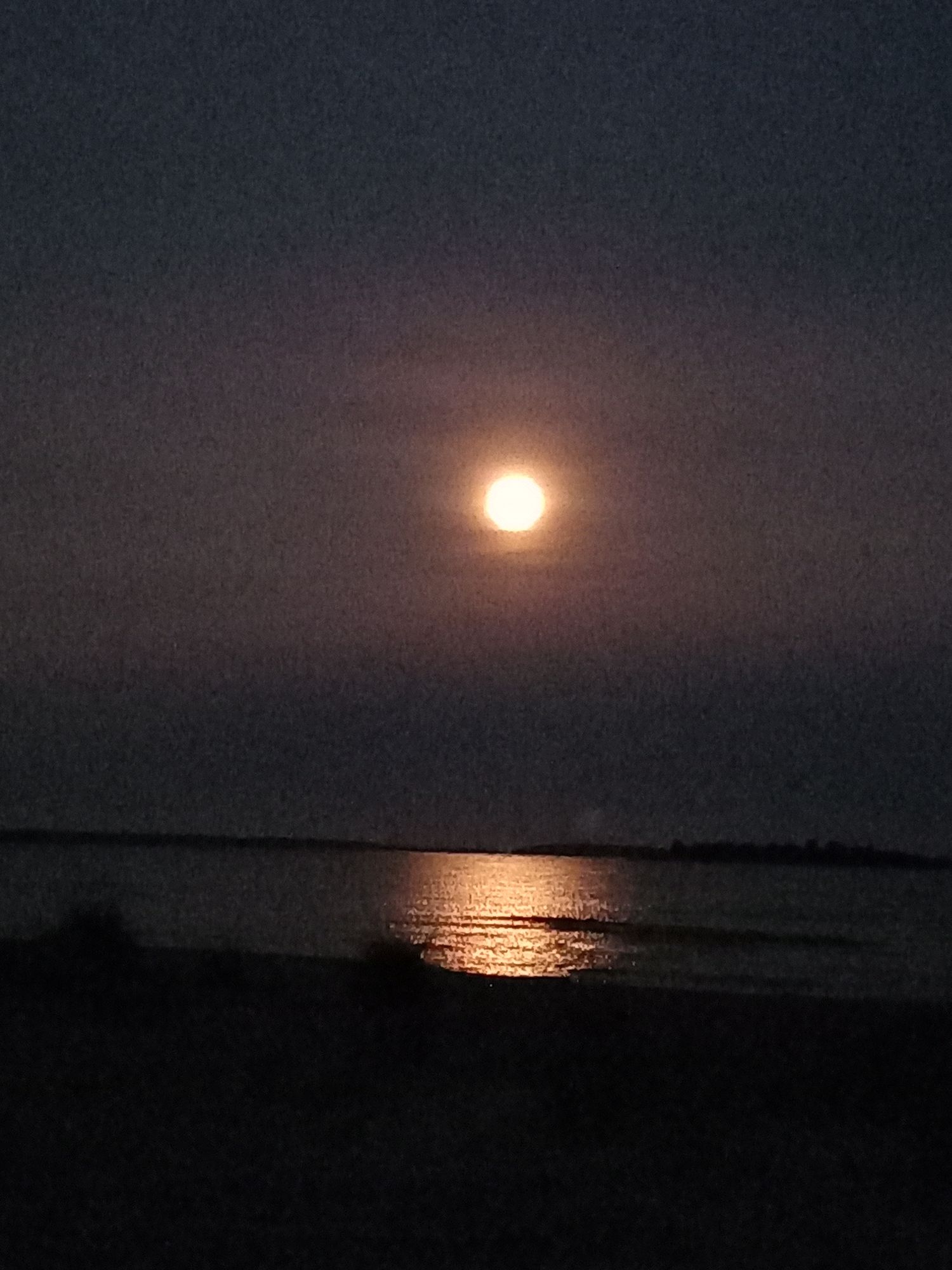  Christ and raccoon gnomes 