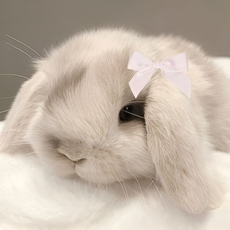 PrincessBunny