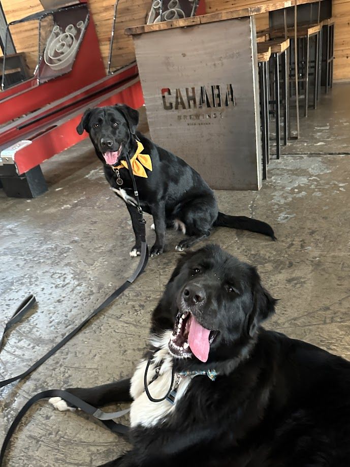 Two giant newfoudland dogs with steaks and beer,