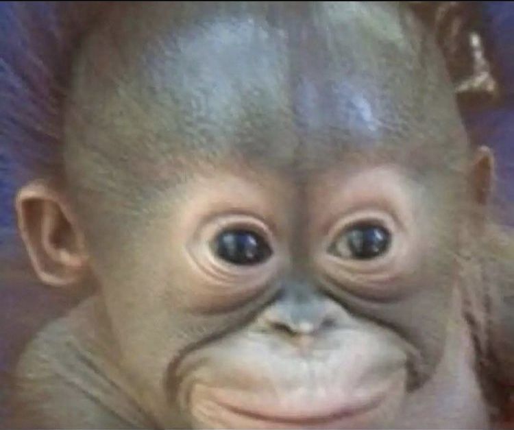 They like big monkes 