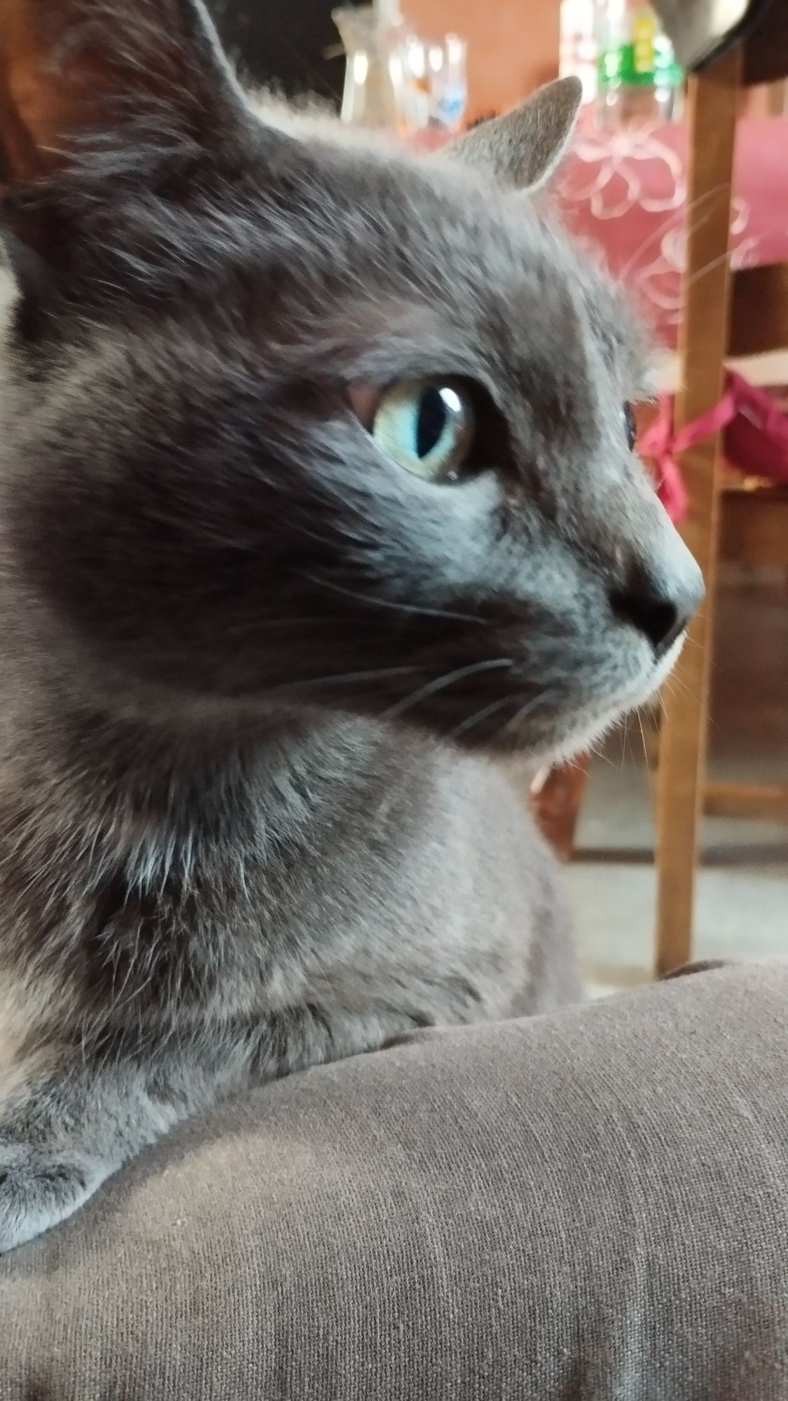 Chat gris bleu russe yeux verts 