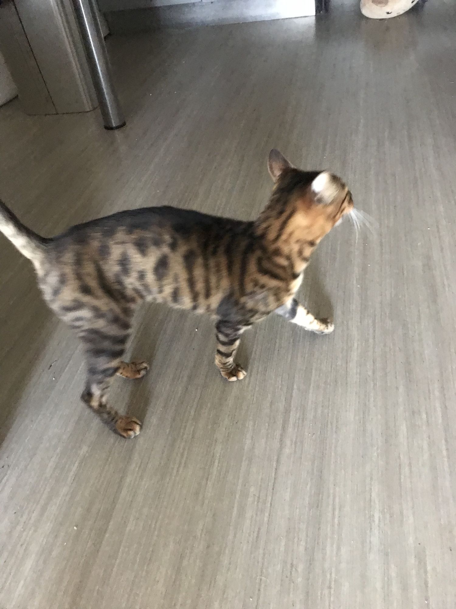 Électricité, feu, majestueux, enfer