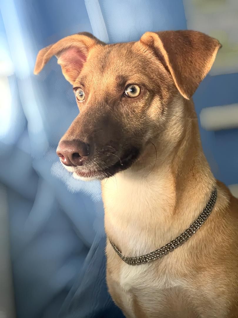 " Quiero que el perro en la imagen mantenga su forma y su color solo quiero que le agreguen un pulóver del FC Barcelona "