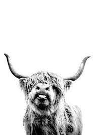 Highland_cows_rule_13