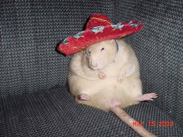 Bipbop