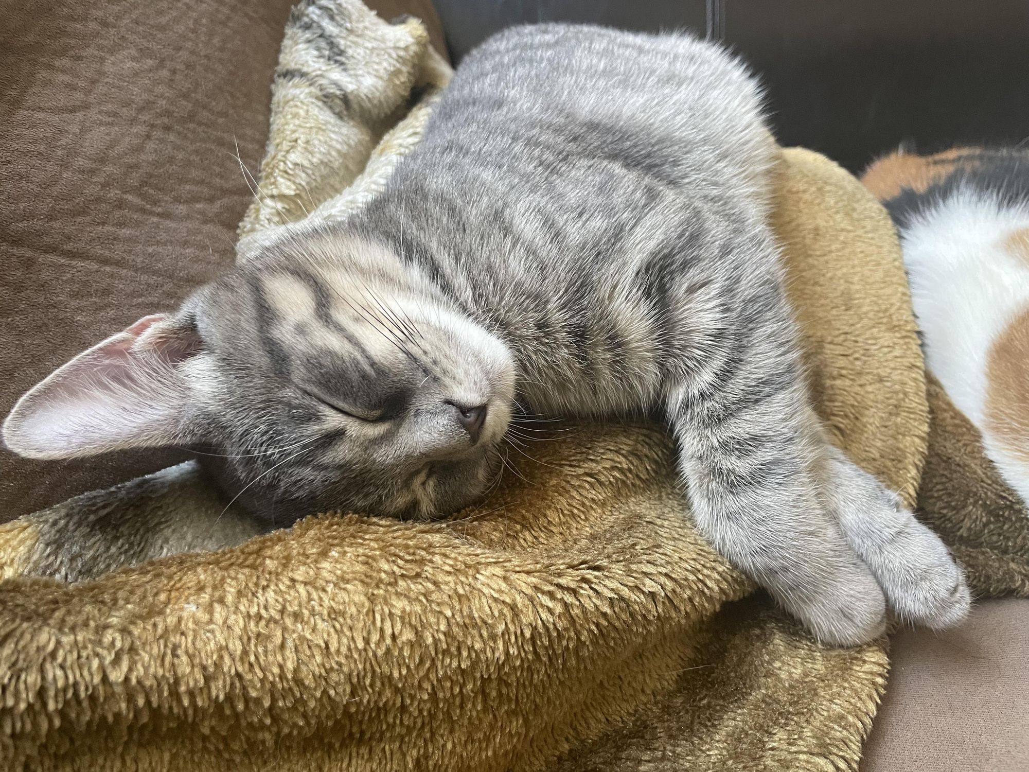 the magic of cheesehouse