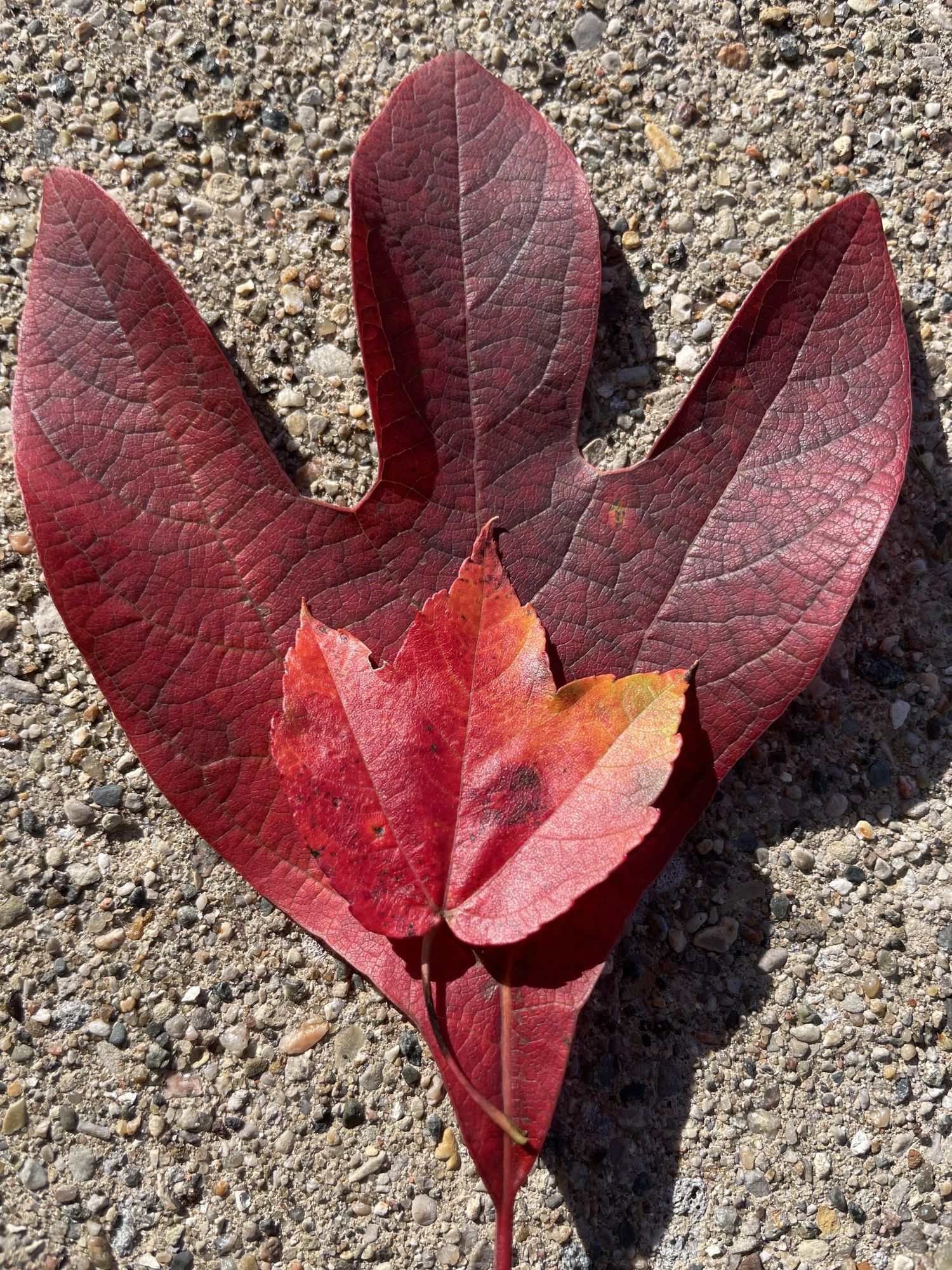 Sassafras and Sugar Maple 