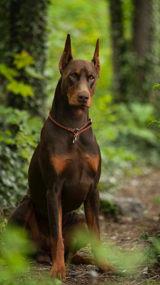 Doberman 74