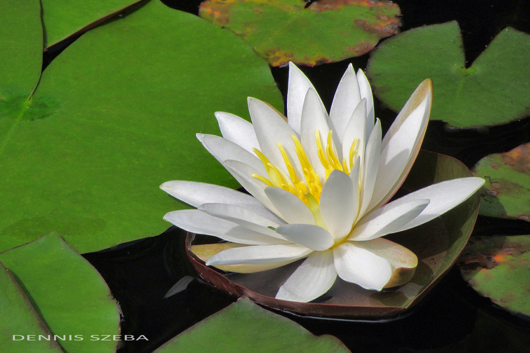 Water Lily