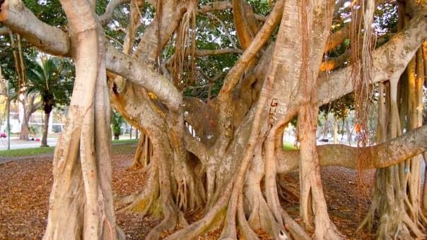 Antique Portrait of an Autumn Tree