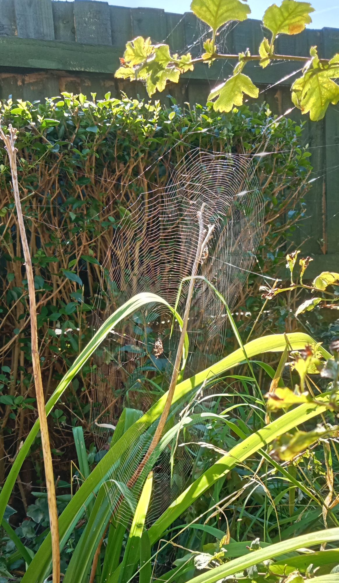 A glittering spider web with spider in centre, faded background of dark woodland, Epic cinematic brilliant stunning intricate meticulously d...