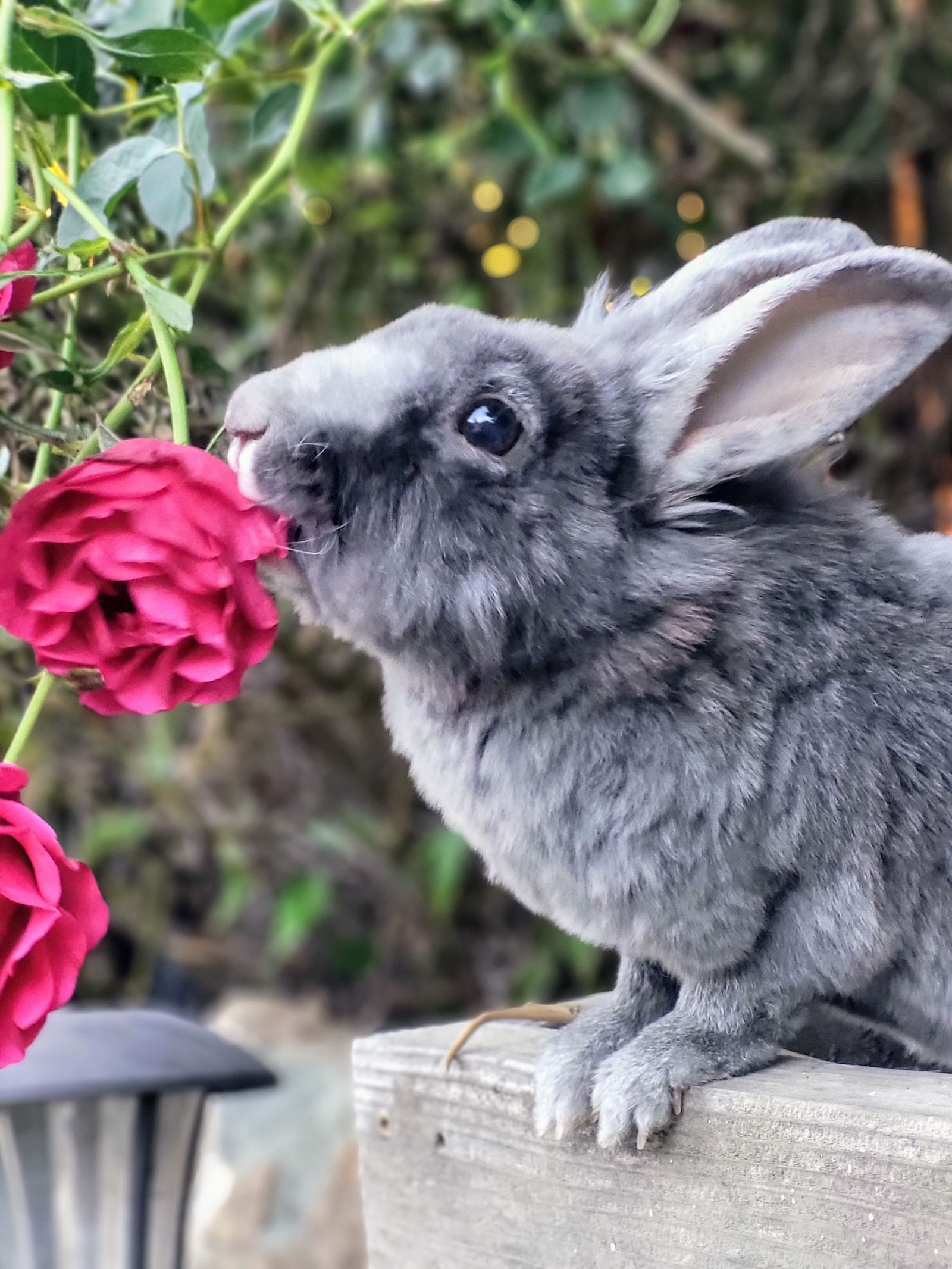 Bunny Lover