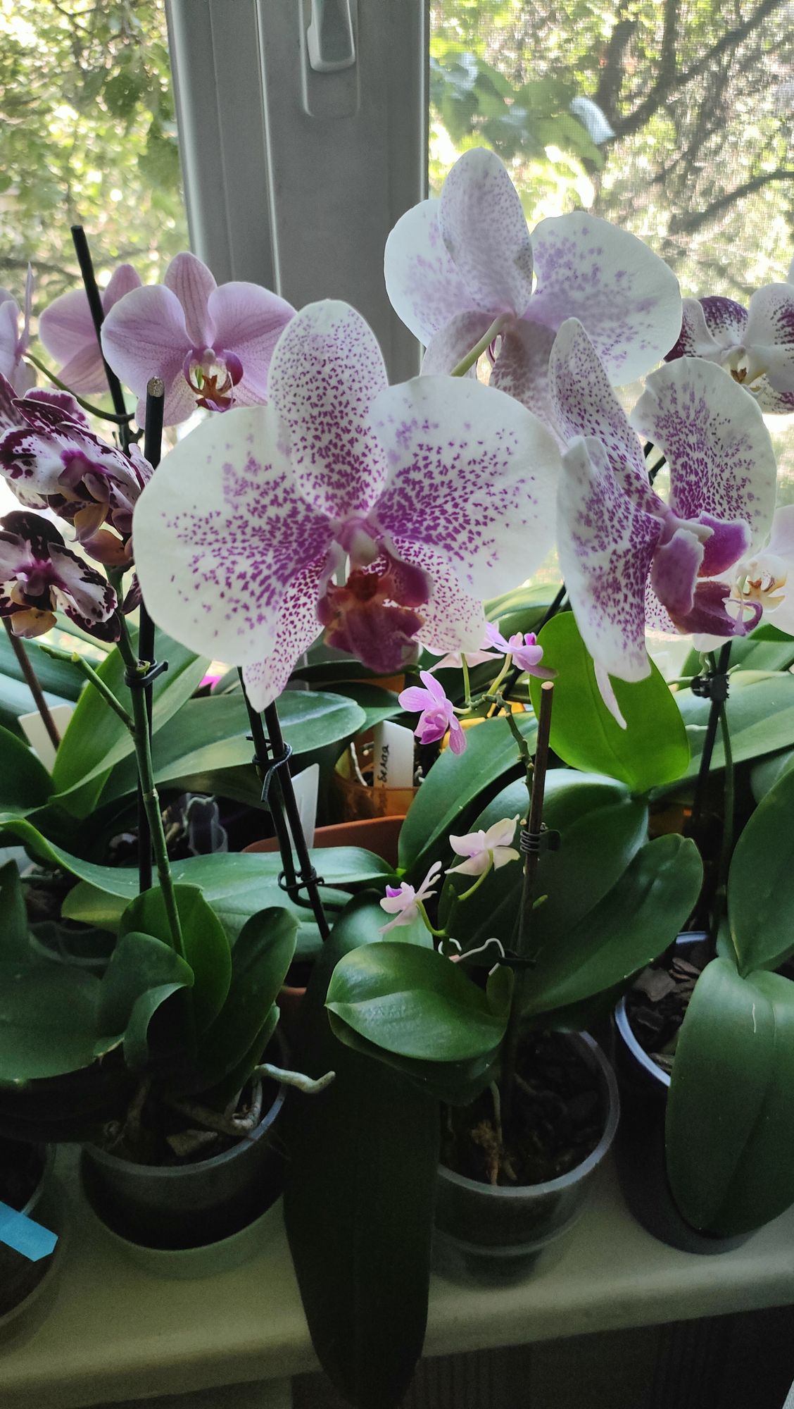 a fabulous black orchid on the ocean shore meets the dawn