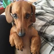 Cute_dachshunds