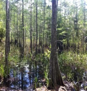 swamp, cypress trees, vines, flowers, light, bright, cheerful, clear early morning sunlight, beautiful sky, watercolor, gouache, comic book,...