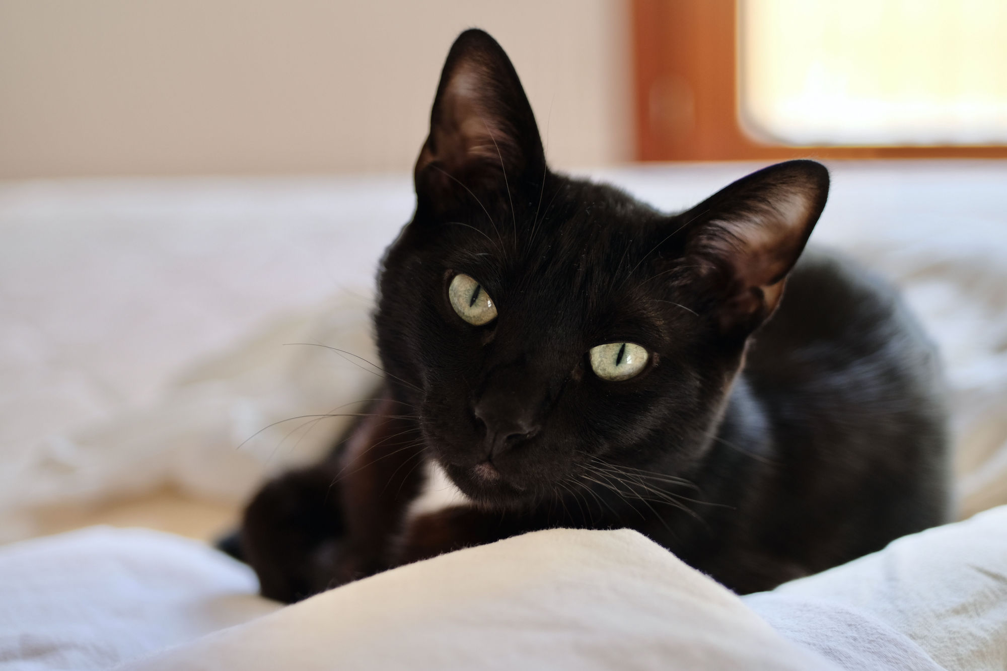 Iron man as cat in a feline alternative universe Mark Brooks and Dan Mumford, comic book art, perfect, smooth intricate mech details, ground...