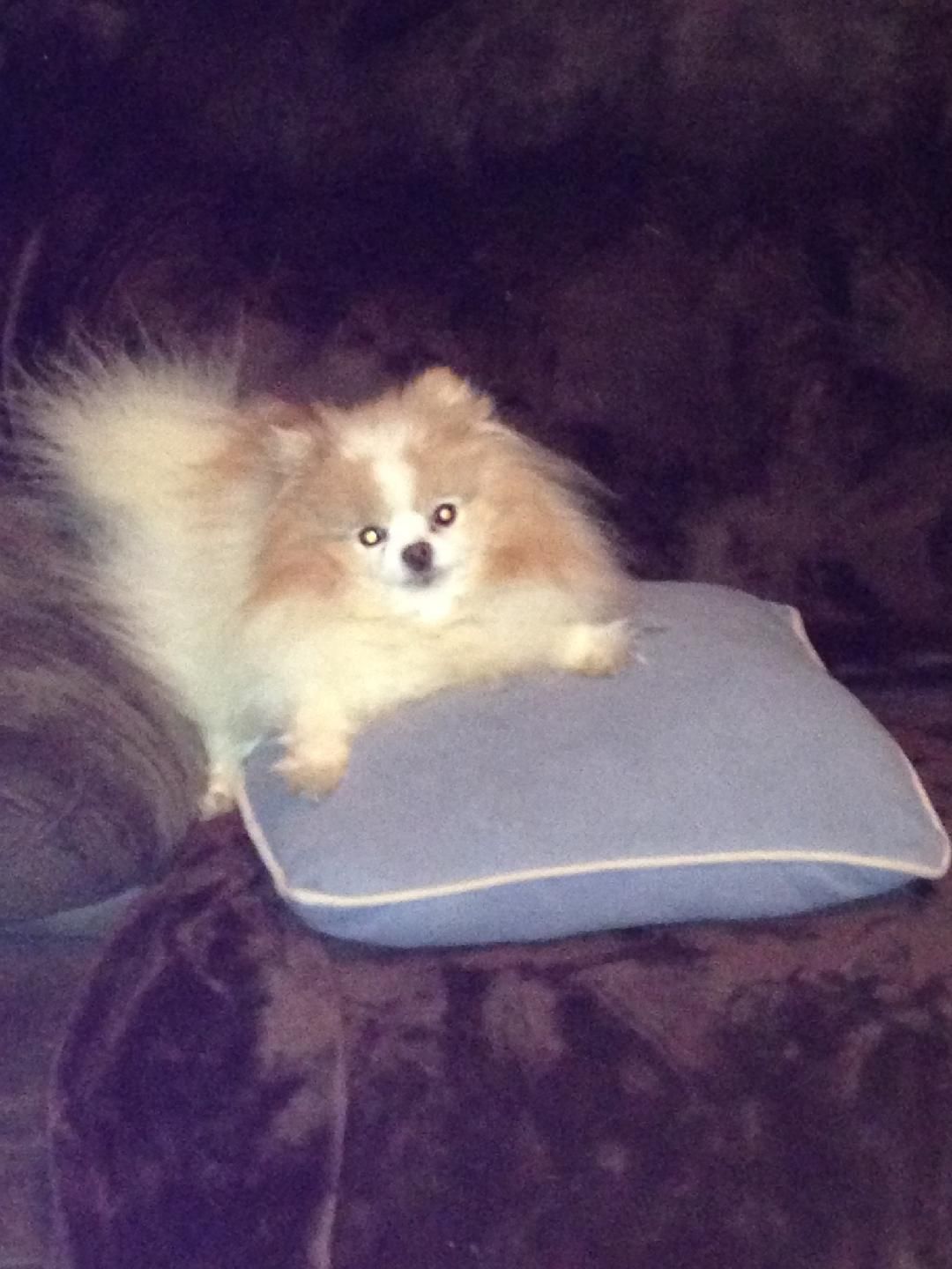 A fluffy long hair pomeranian dog with yellow eyes on a velvet pillow.