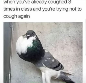 Pigeon