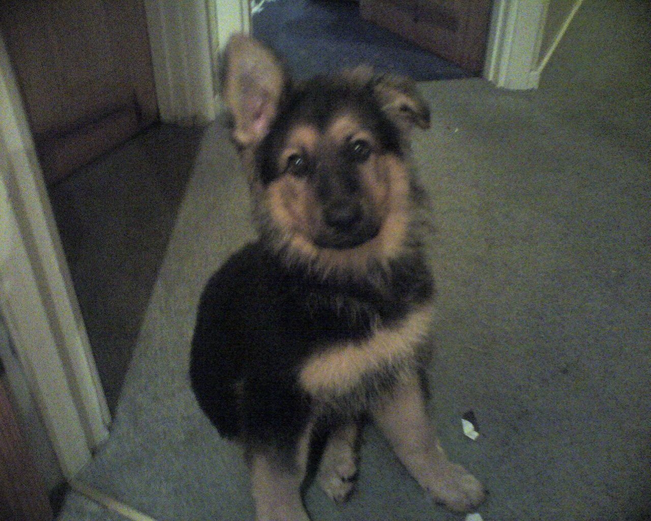 Fluffy puppy, very cute big eyes