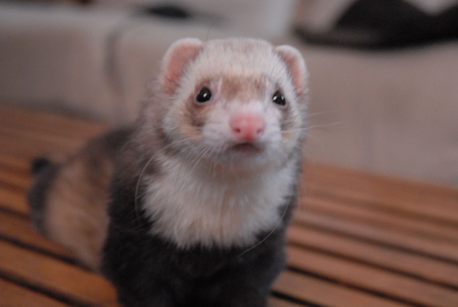 Ruby Tepes Bathory Keys