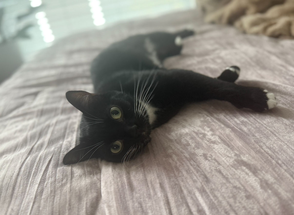 A black cat lies stretched out on a mauve crushed velvet comforter in soft morning light. He looks content and playful, ...