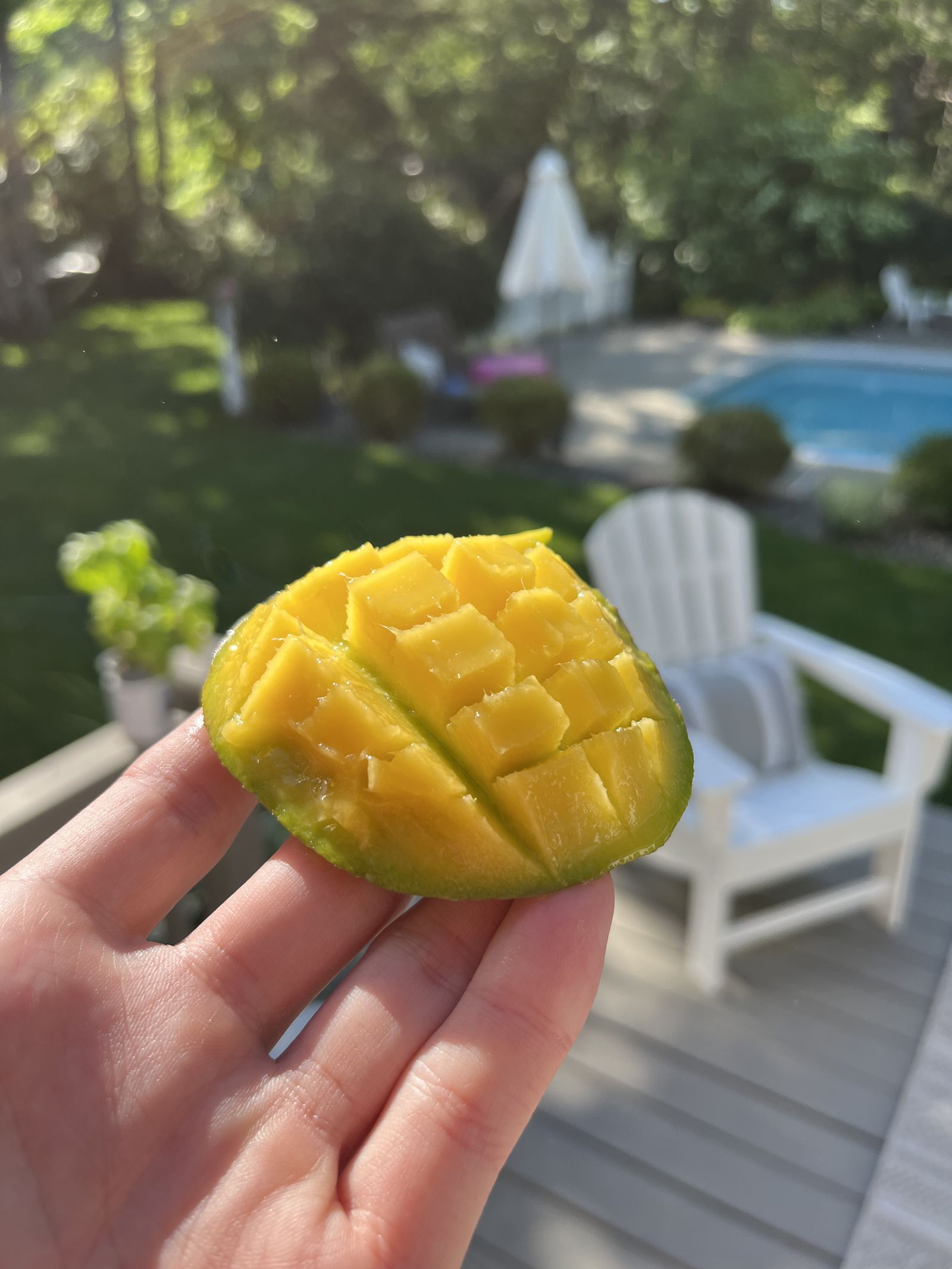 Mango