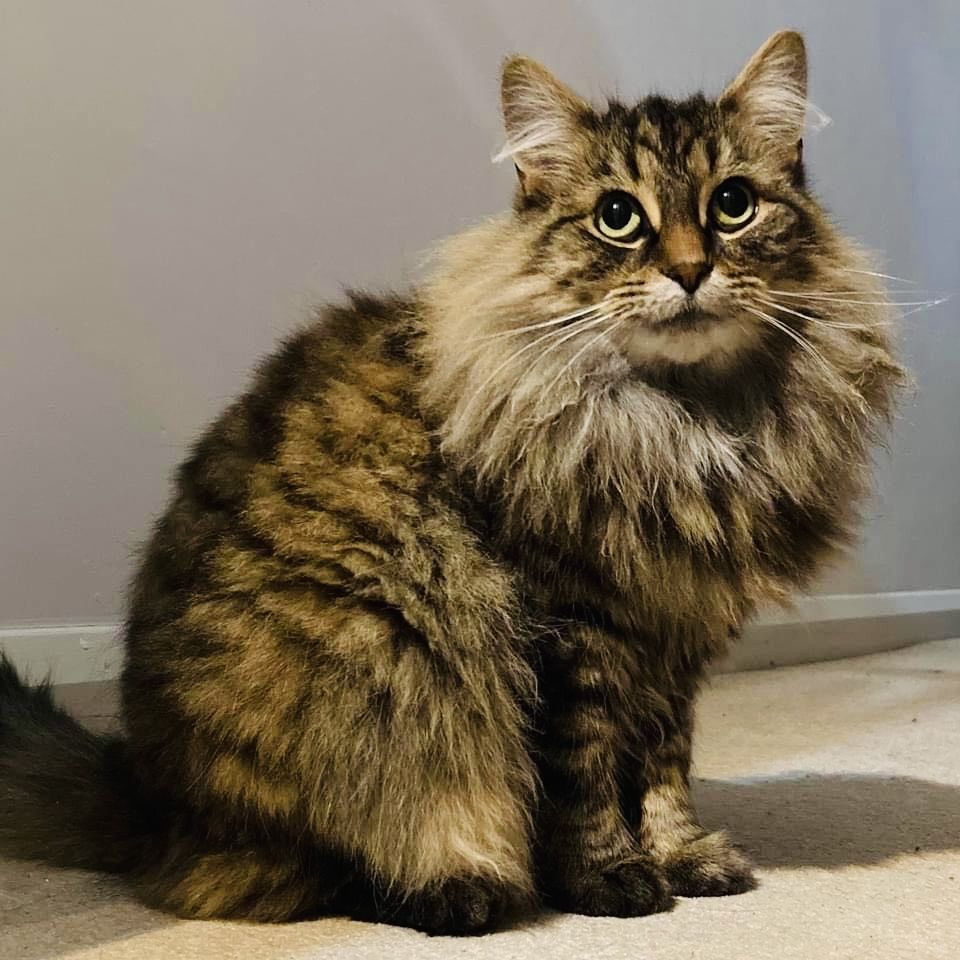 A very fluffy cat with large eyes.
