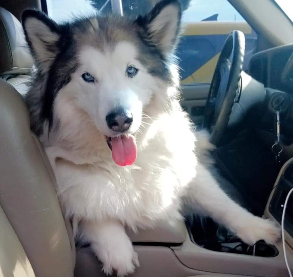 The Highest  quality photorealistic  up close image of two wooly coat siberian huskies. The female is wolf grey with a white face, and the m...