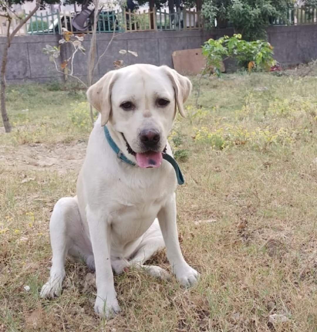 Happy Pawsome Birthday Doggo