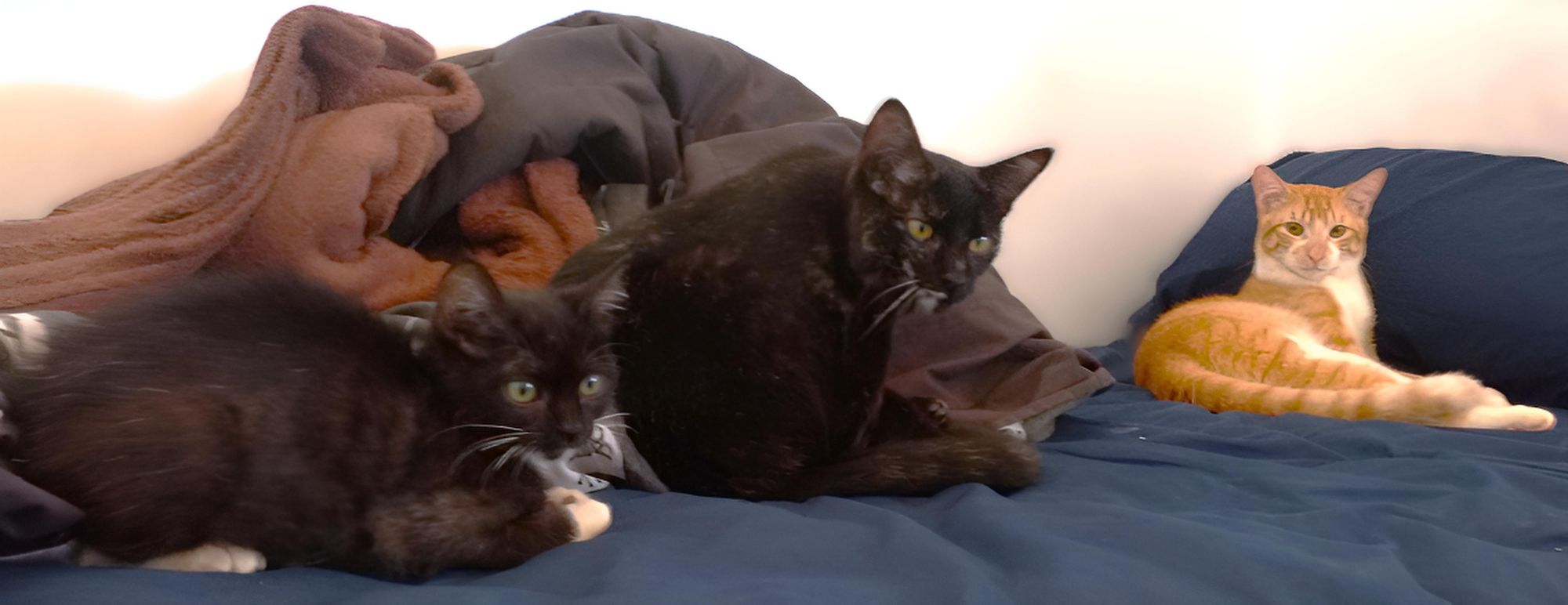 Transform this photo of my three cats into a Vincent van Gogh-style painting. I want it to look like a work of art made with thick, expressi...