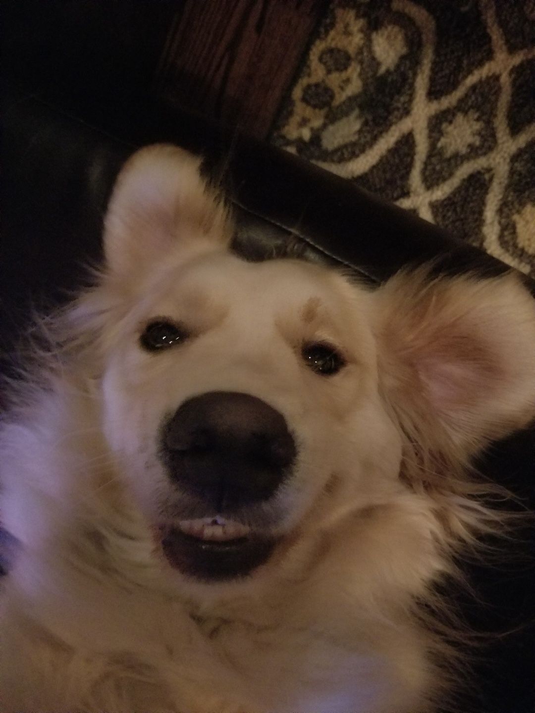 bambooU
