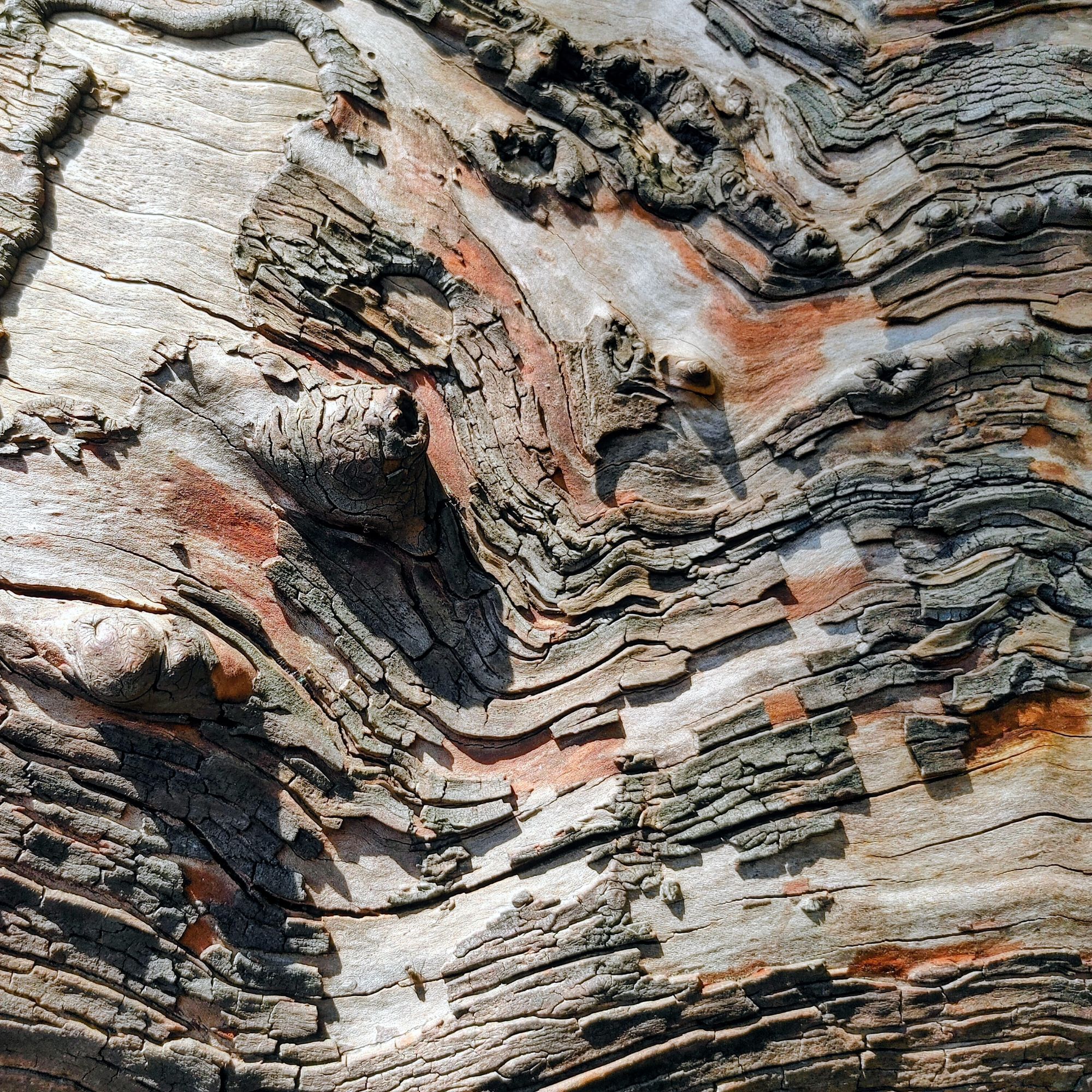 Early Microbial Plans Of Corals....