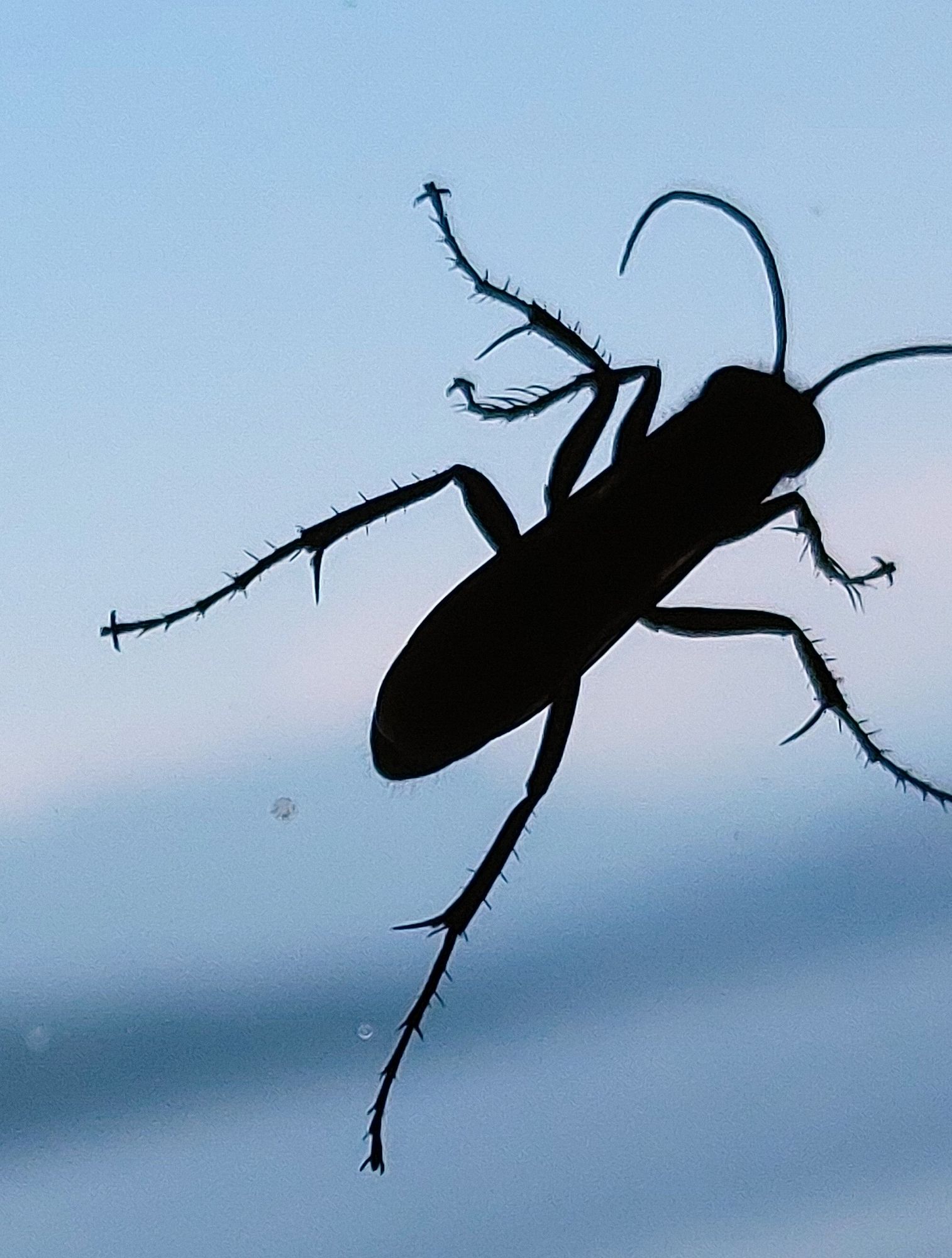Beetle:  Crayon Drawings of a forest of colors , Crayon circle, a magnificent bug, Intricately Designed, Intricate, Scenic, Hyper-Detailed, Delicate;...