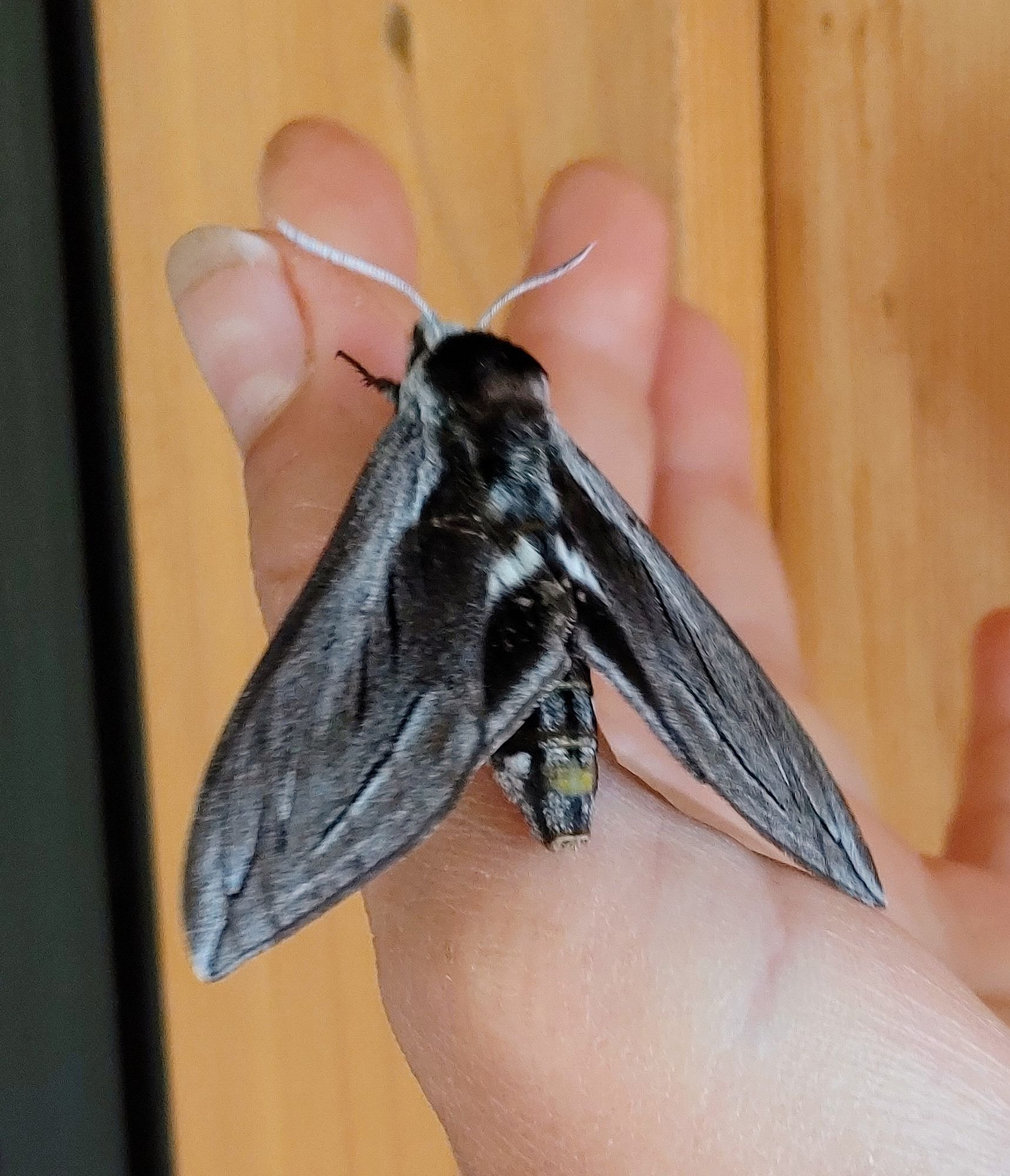 Abstract Jellyish Smokeish Floating Form:  Suminagashi 4D, crystal 3D fractal forest pregnant girl, curlicue-light-strands, Intricately Designed, colour: mostly bright tricolour, Scen...