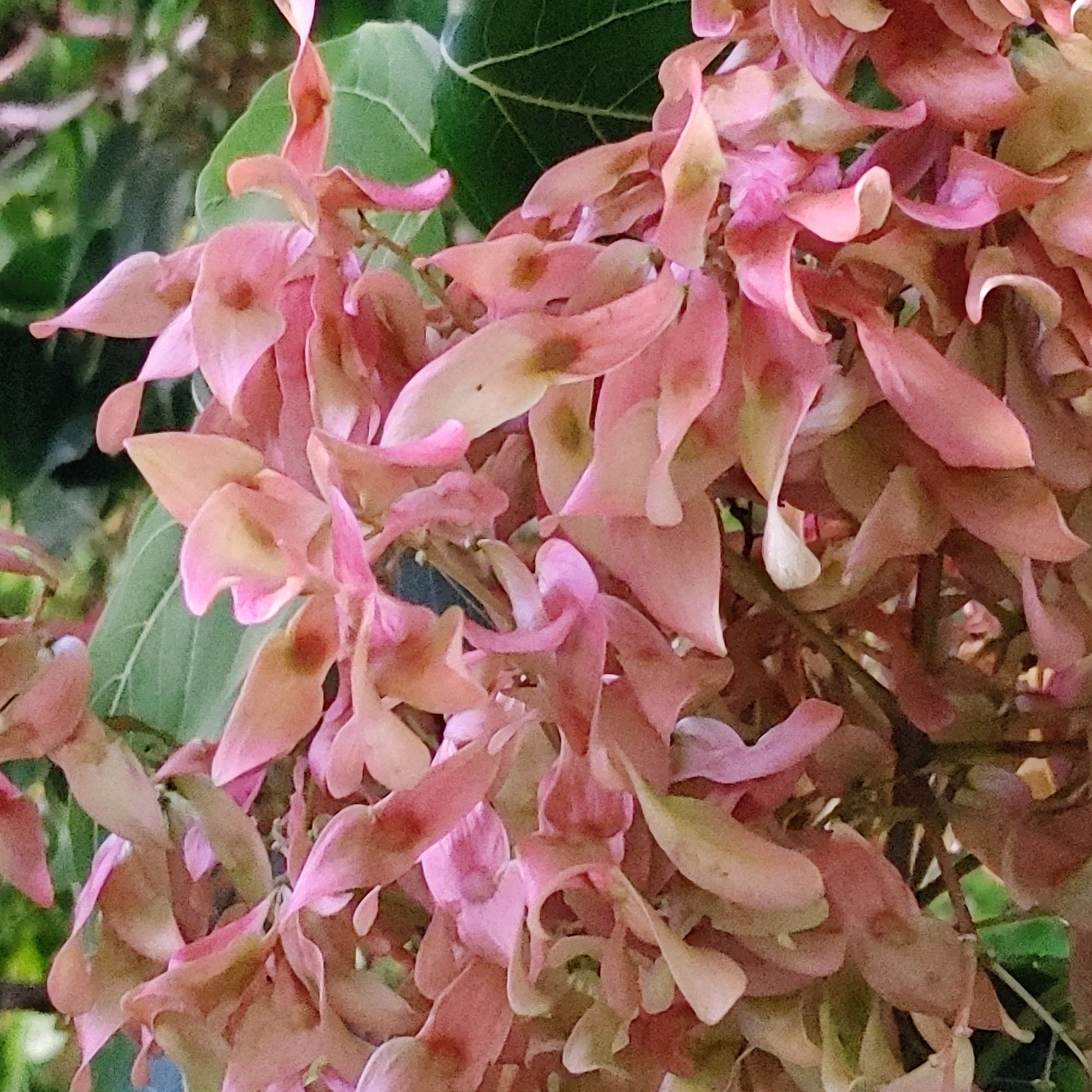 Pink Poppy Sprite....