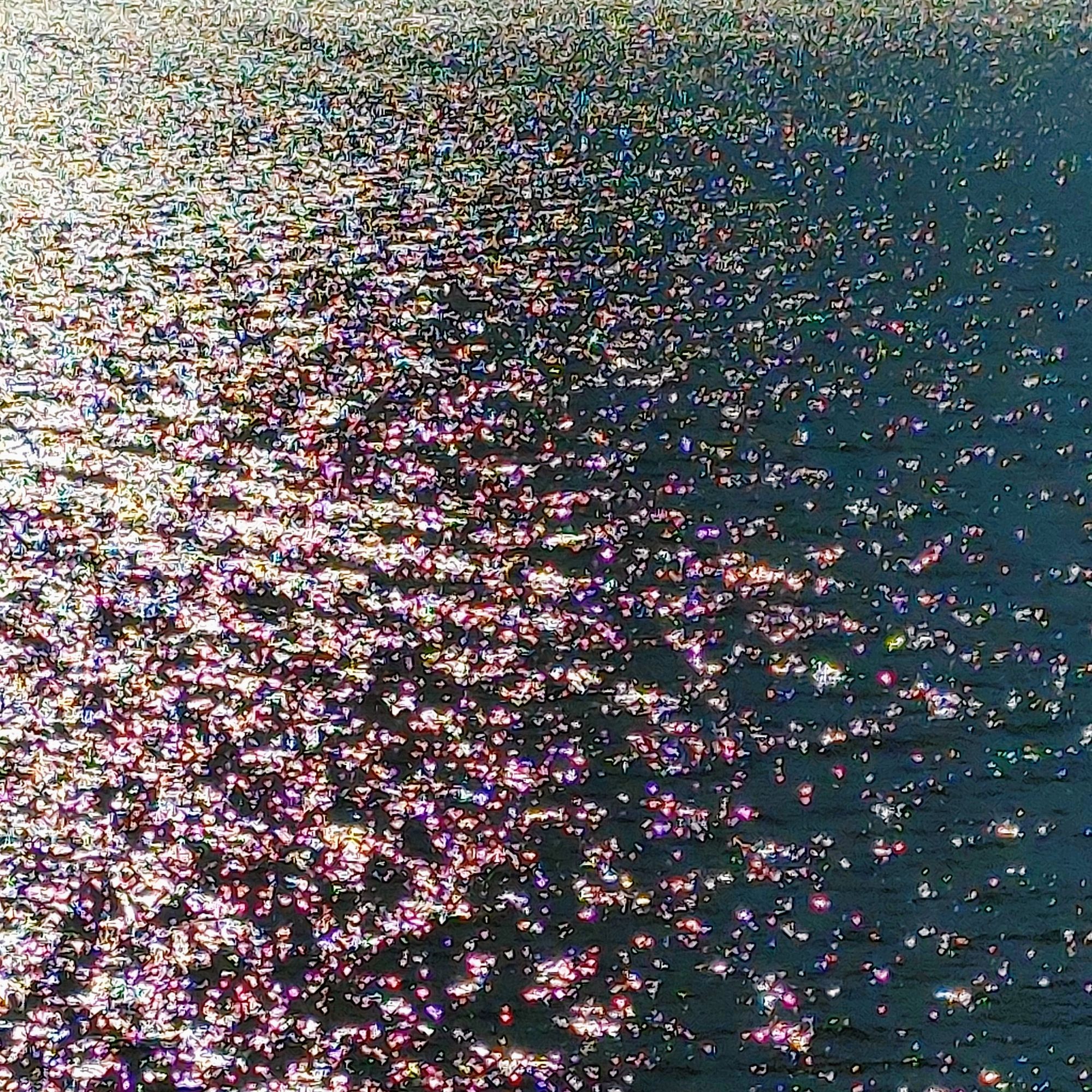 Sea Dragon-Worm And Baby....