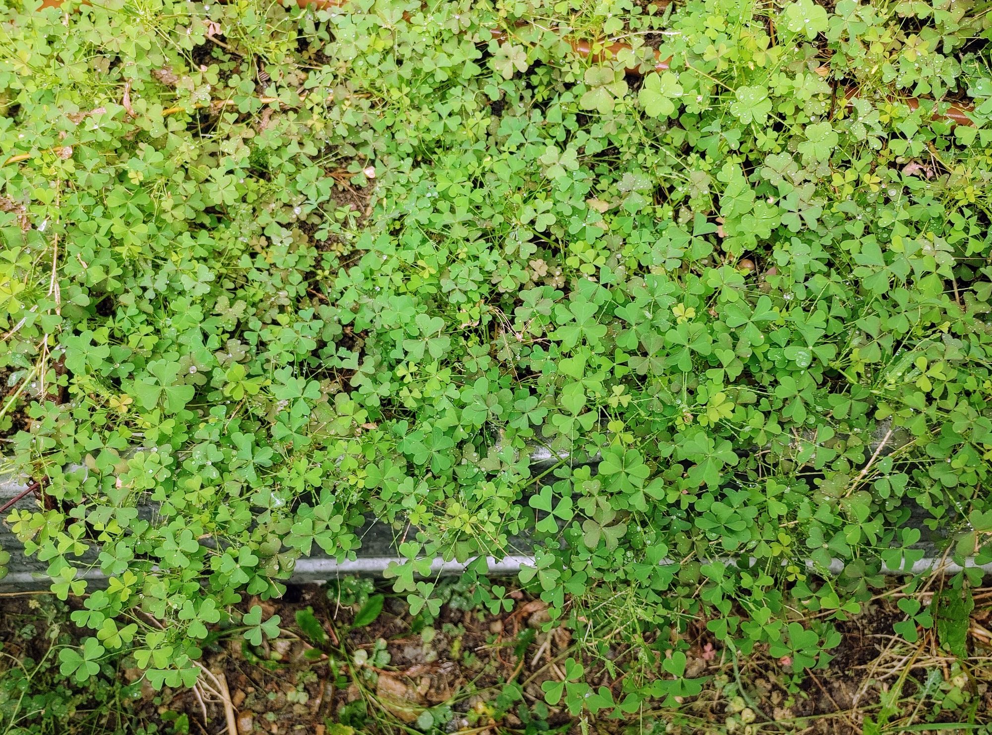 G-Eye-a Sees Man....