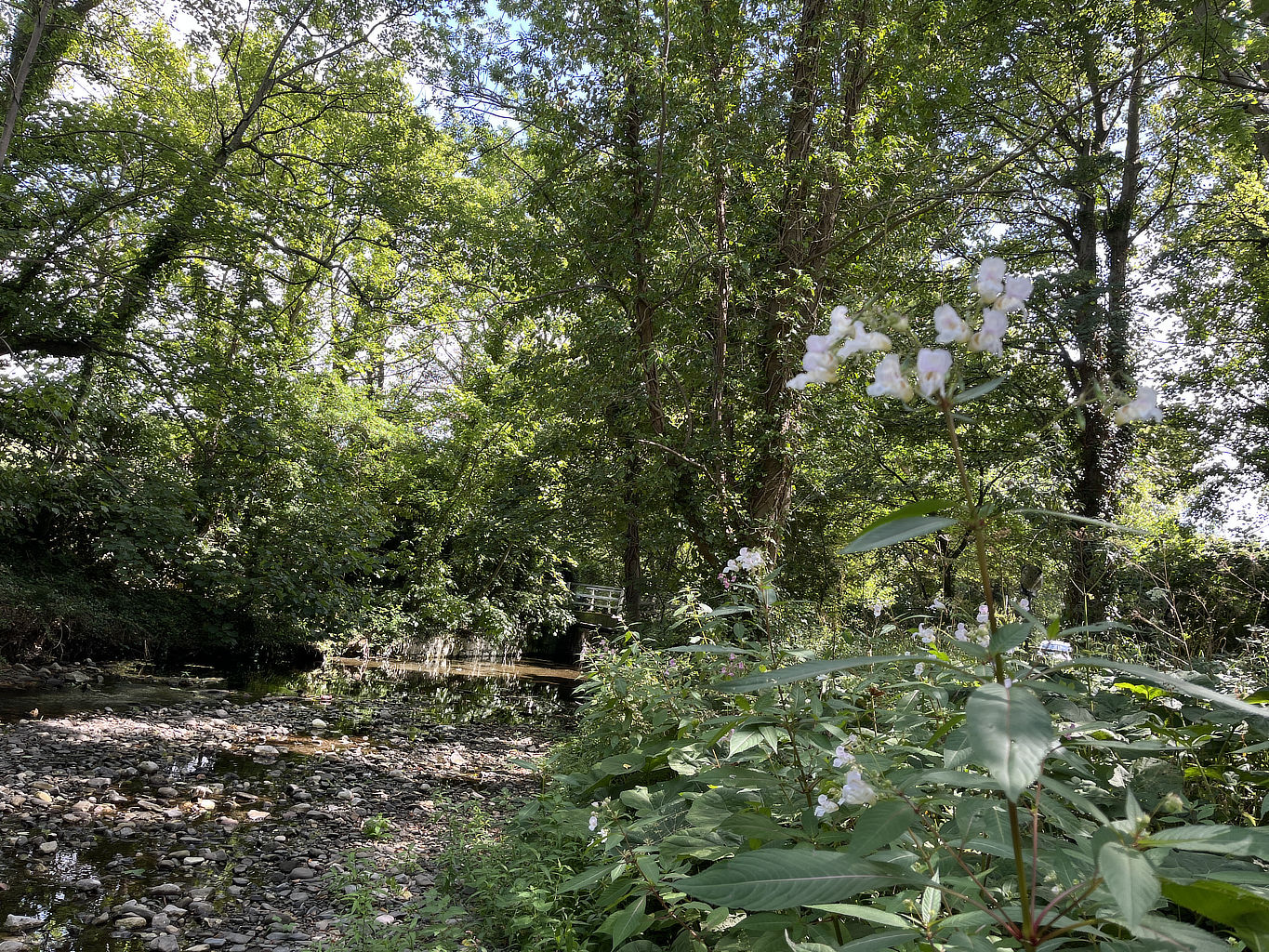 mischievous, cute and clever 