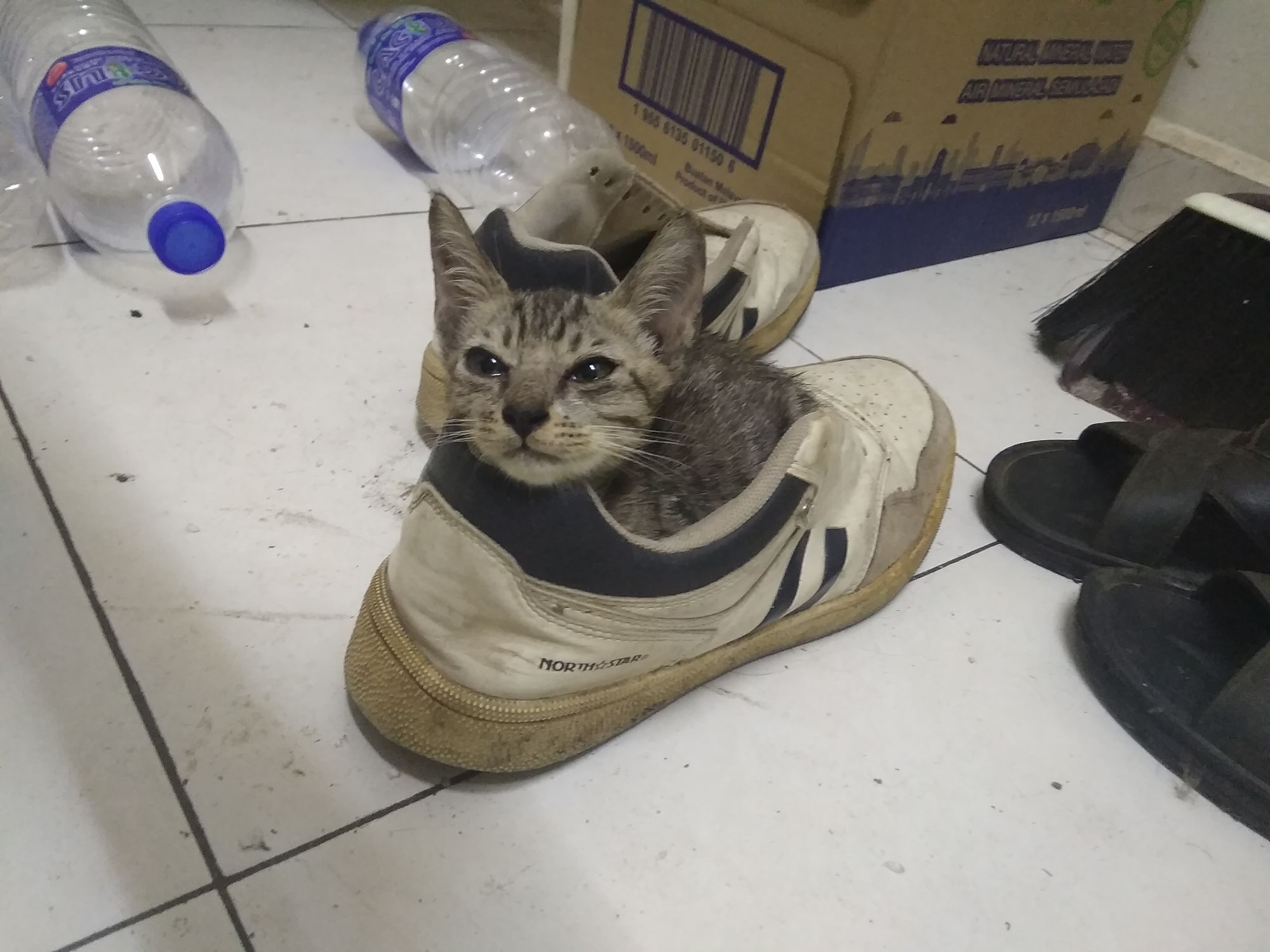 a super kitty, very cute in a shoe, shoe is floating in the clouds at night.
