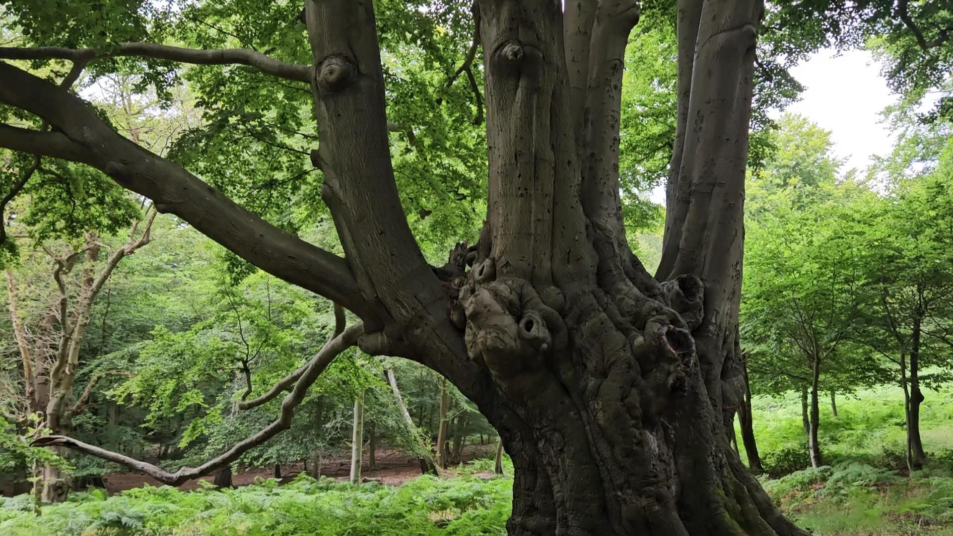 a forest at night with a spook girl in a wet white dress with pale face bright blue eyes and short black wet hair 