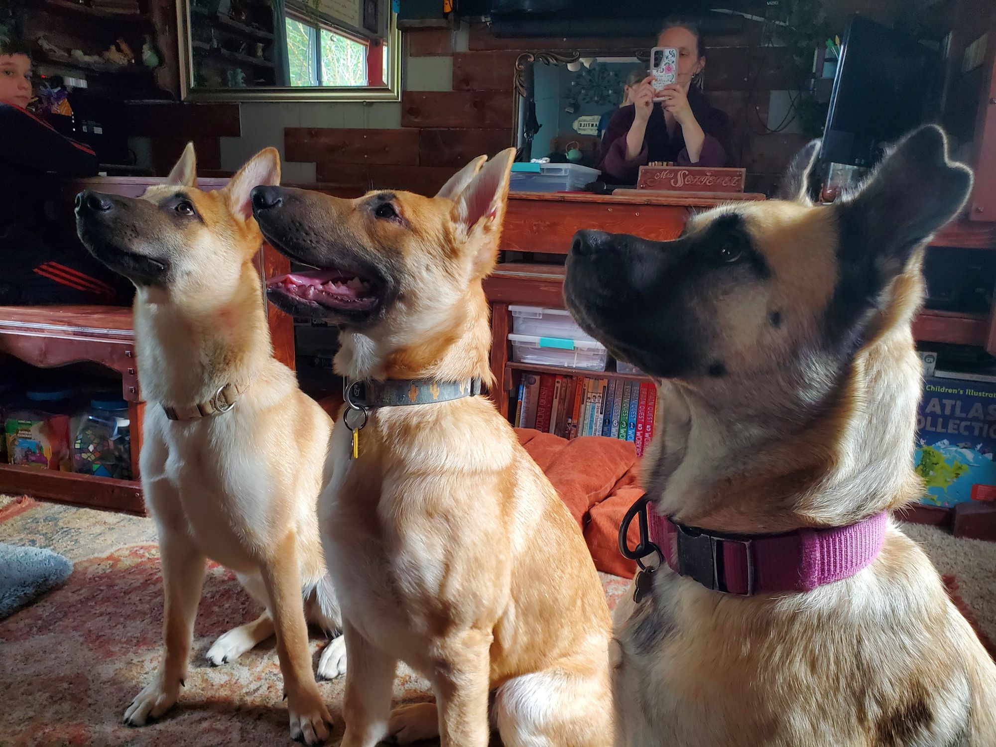 My three puppies, Lilly, Saige, and Violette. 