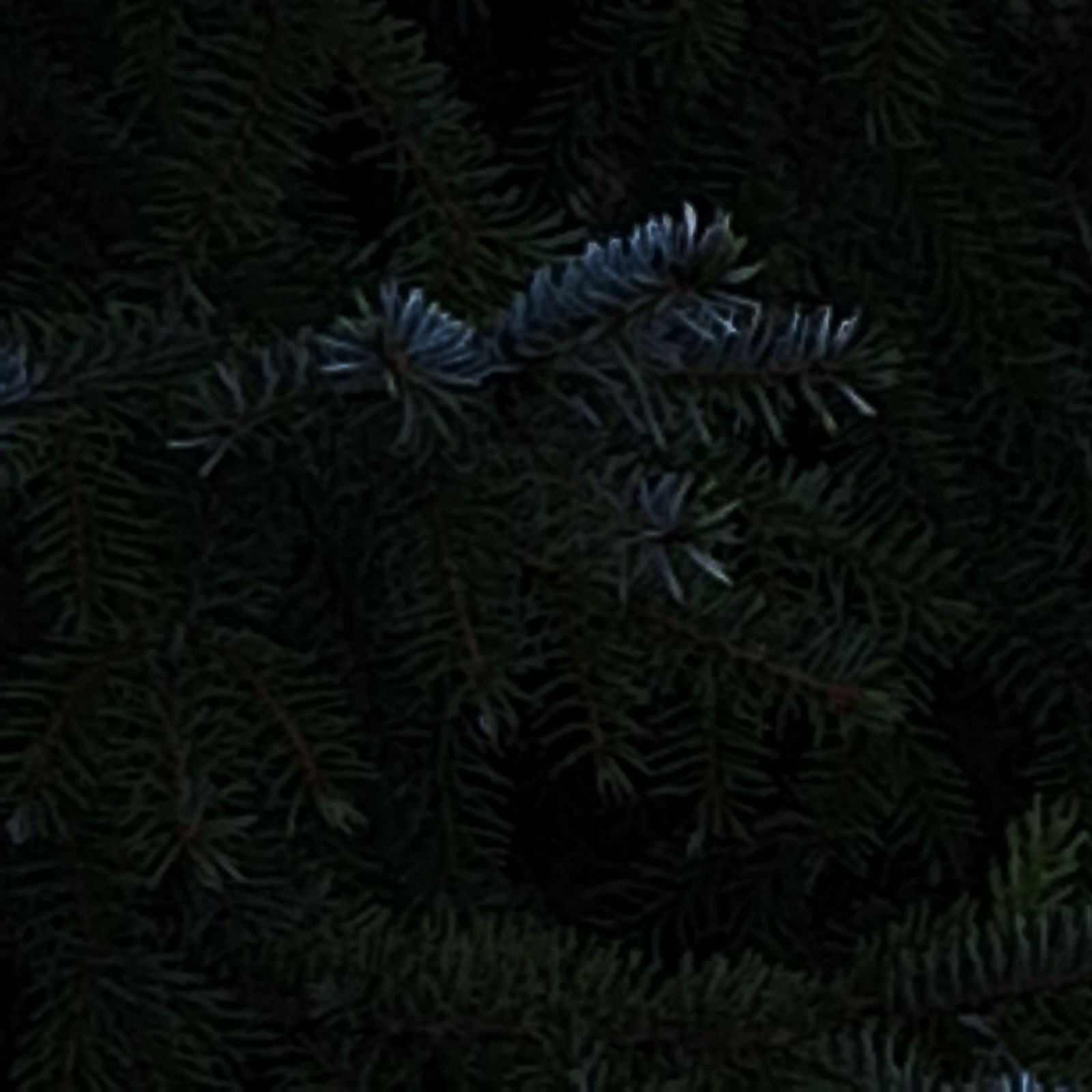 Kala