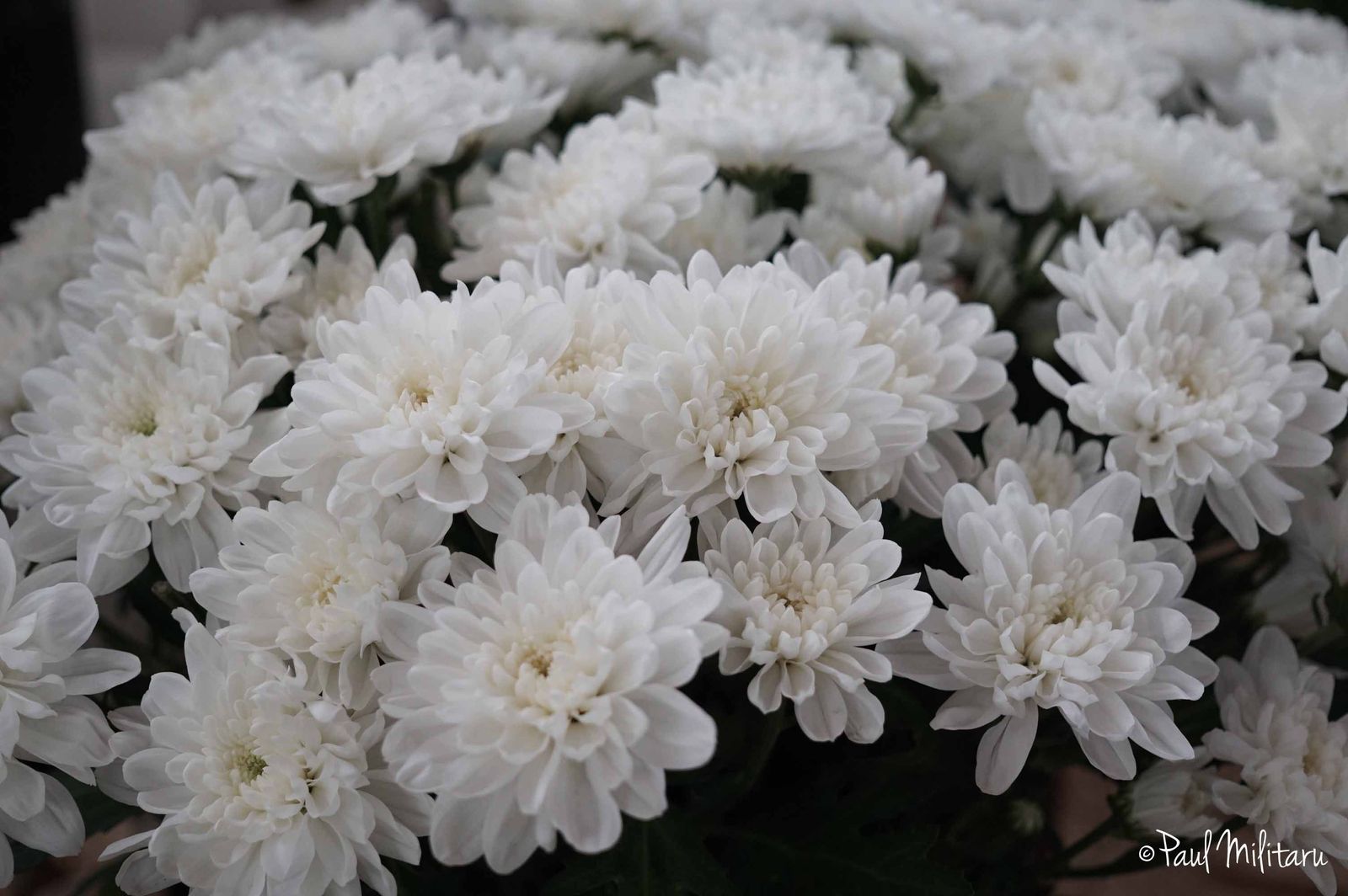 Chrysanthe