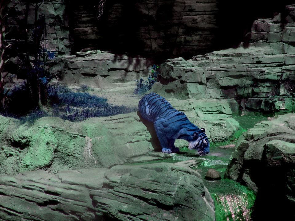 <lora:The Howling:1.0> <lora:5E:1.0> <lora:SmilodonTeeth:1.0> <lora:Nightmar-ish:1.0> a deadly blue and green striped sabretooth tiger, furr...