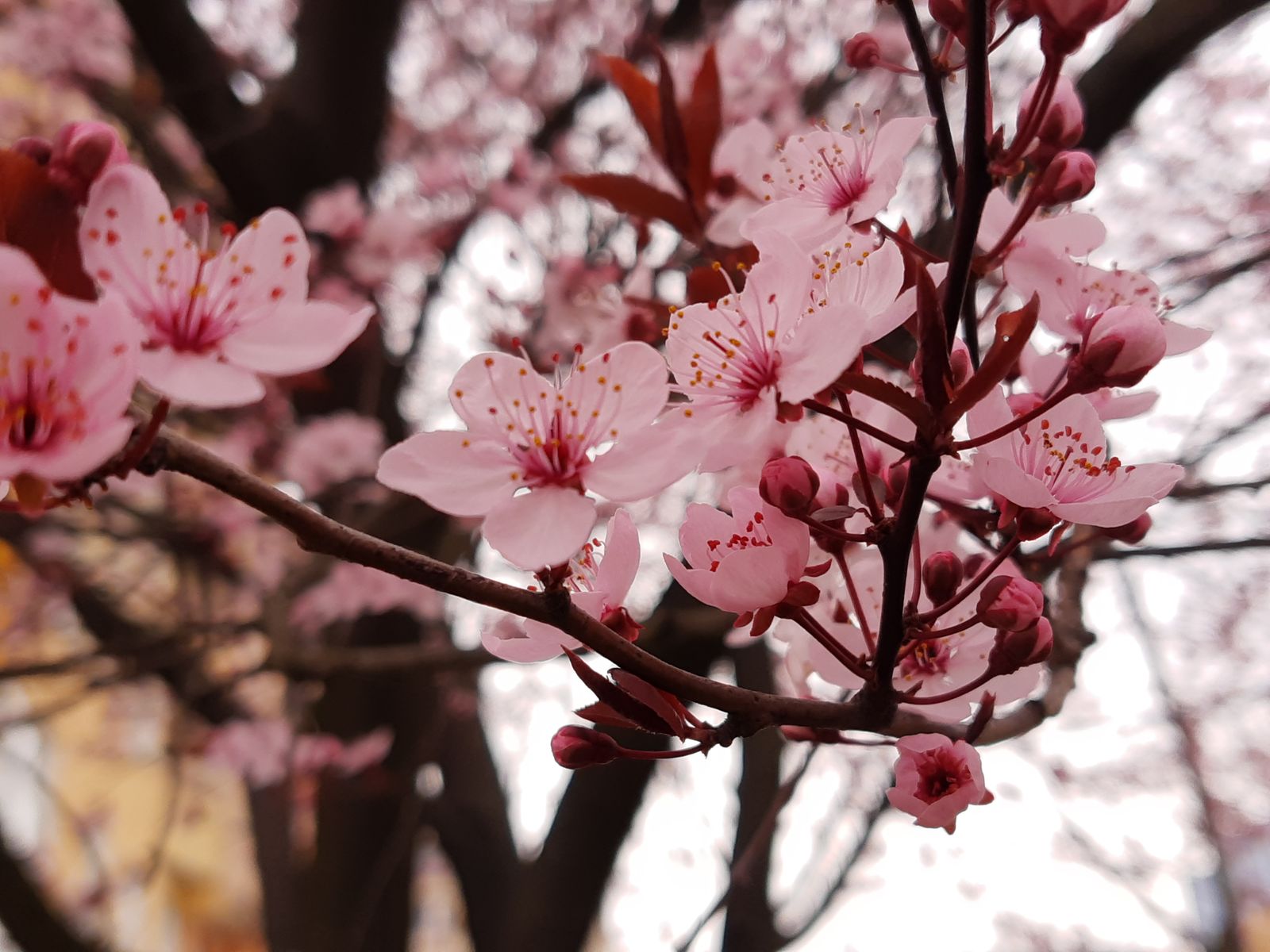 The daughter of the king