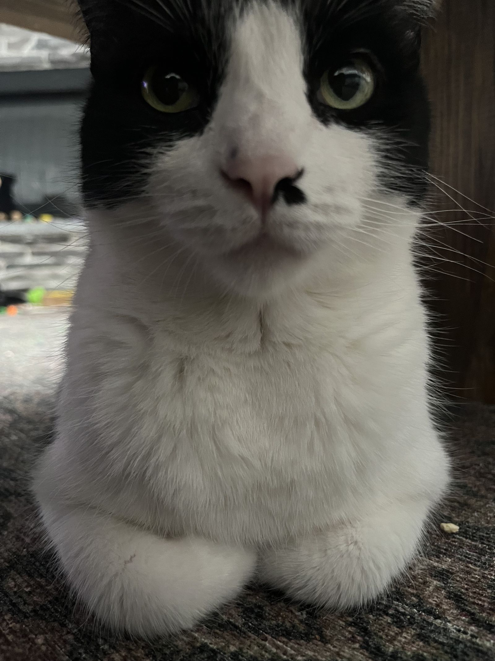 The Beansiest Unicorn