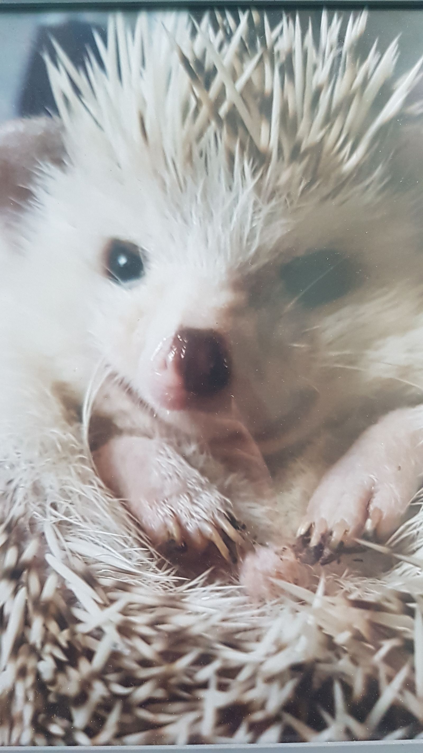 SherwoodSnufflesJones