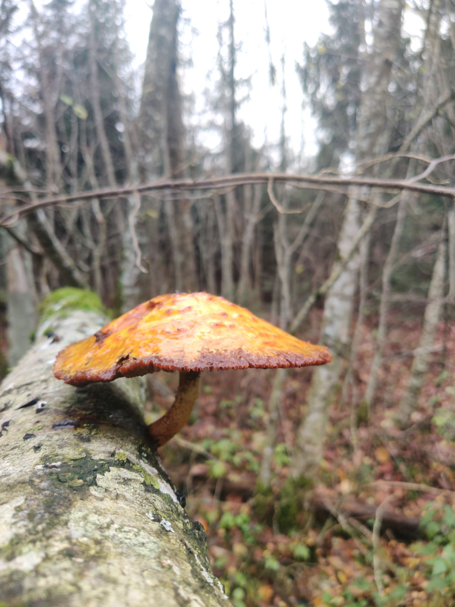 Toxic Mushroom 