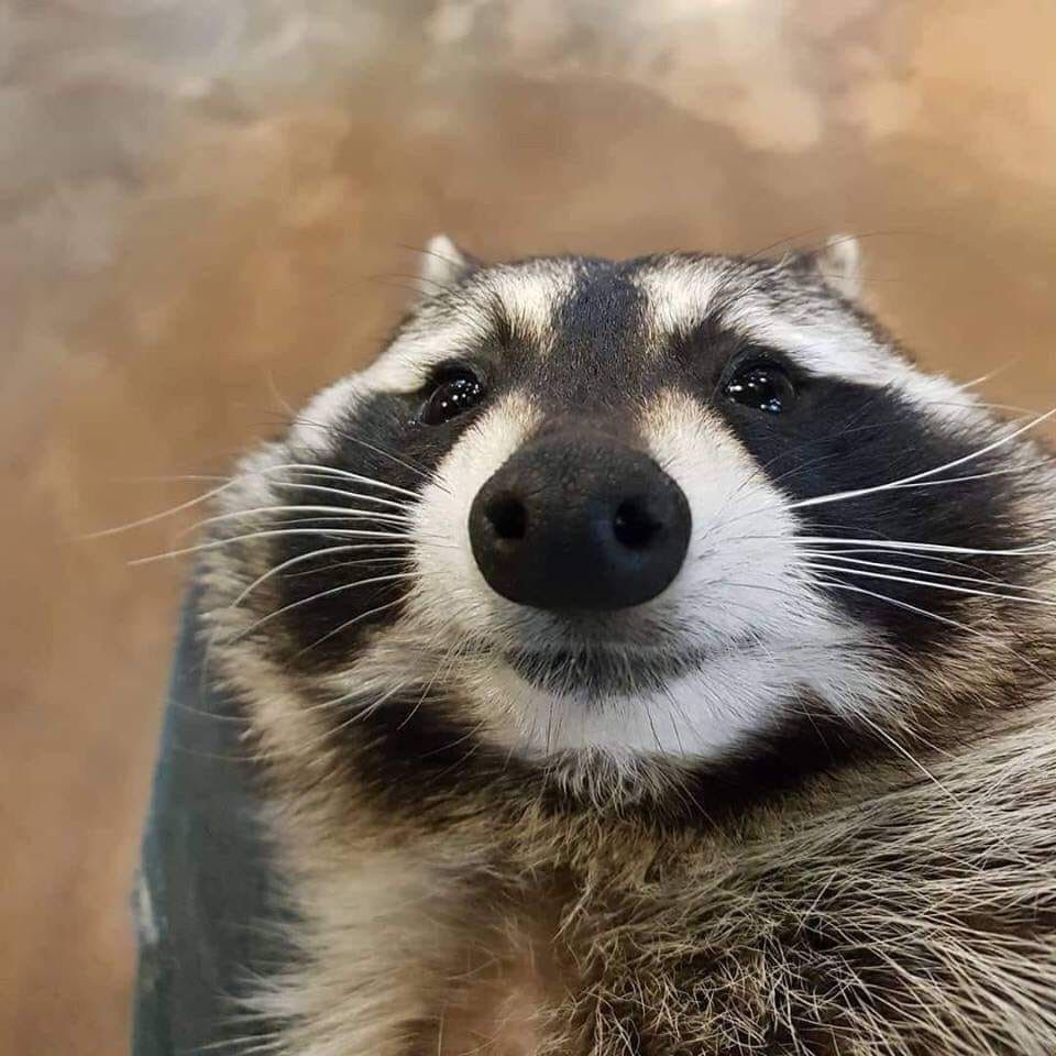 Siyo